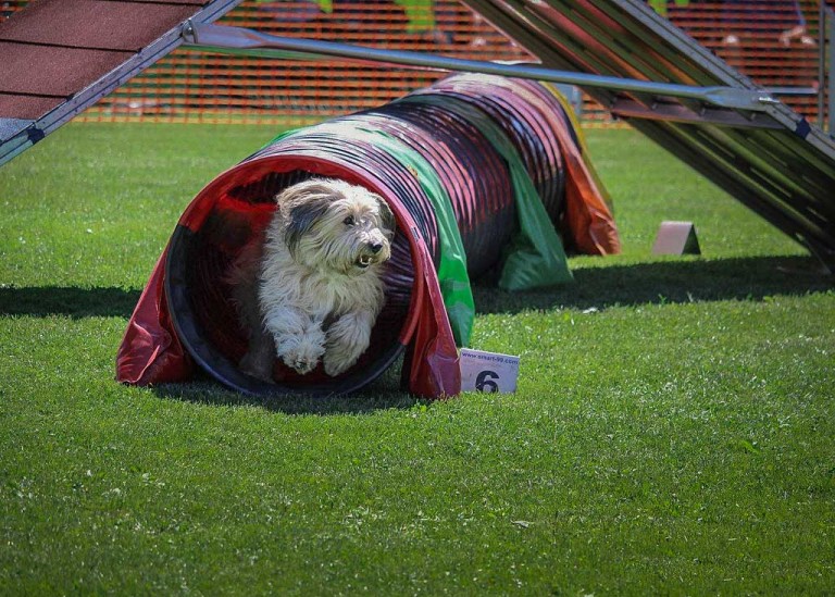 4_Agility
