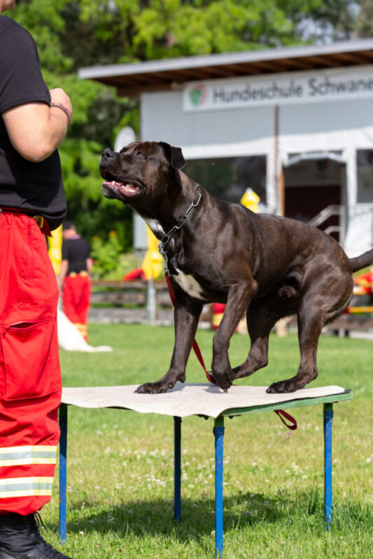 Rettungshunde_oegv_Schwanenstadt_Training_Juni22-18_small