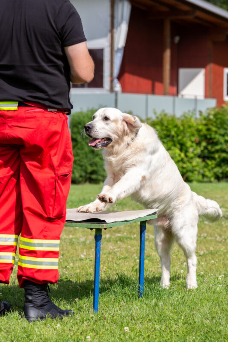Rettungshunde_oegv_Schwanenstadt_Training_Juni22-21_small