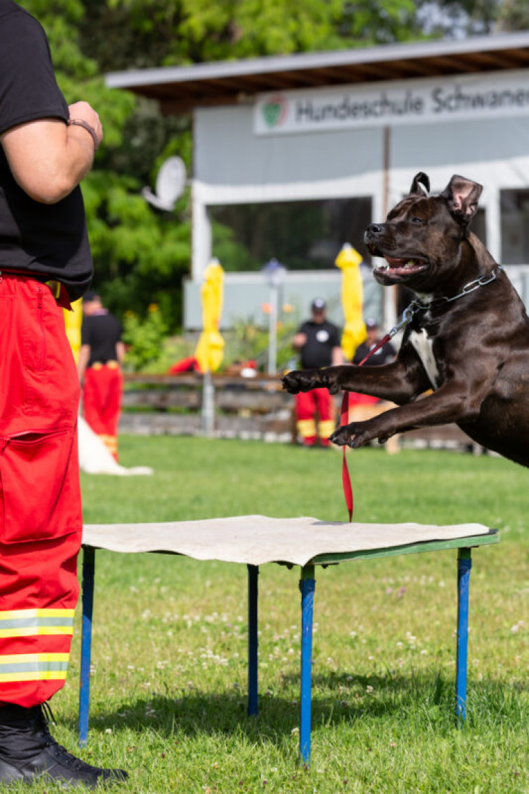 Rettungshunde_oegv_Schwanenstadt_Training_Juni22-17_small
