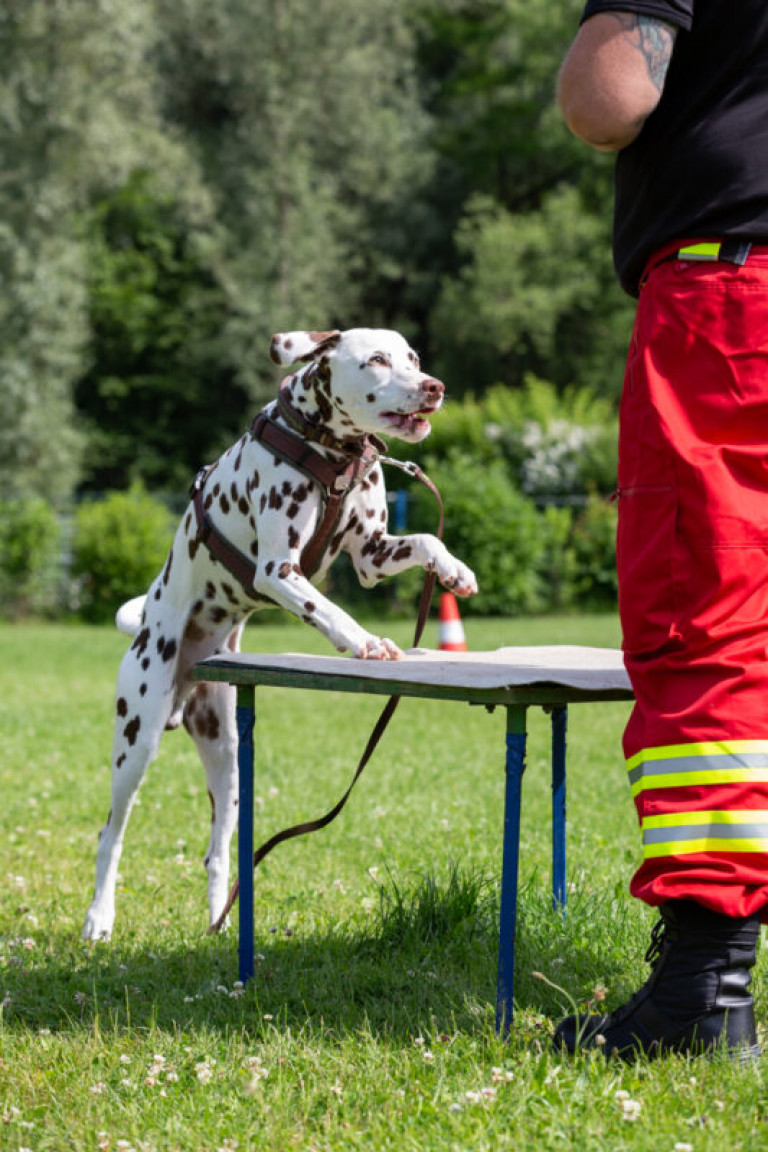 Rettungshunde_oegv_Schwanenstadt_Training_Juni22-51_small