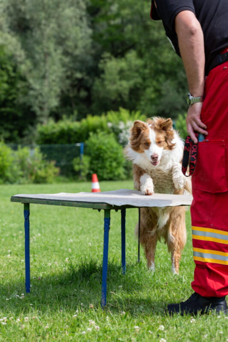 Rettungshunde_oegv_Schwanenstadt_Training_Juni22-59_small