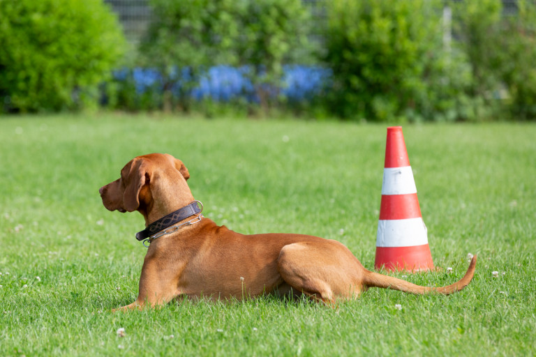 Rettungshunde_oegv_Schwanenstadt_Training_Juni22-9_small