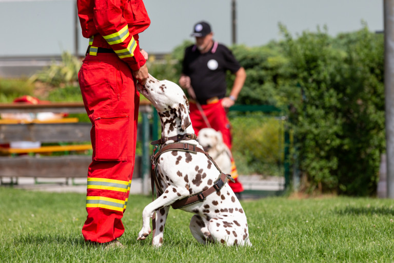 Rettungshunde_oegv_Schwanenstadt_Training_Juni22-53_small
