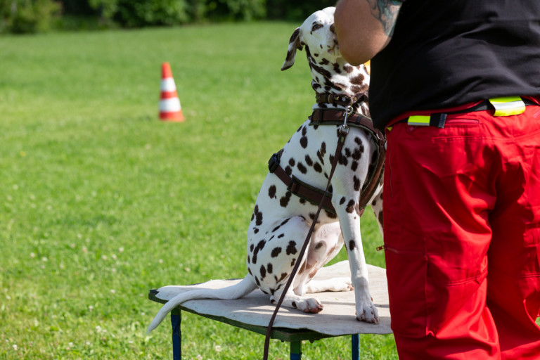 Rettungshunde_oegv_Schwanenstadt_Training_Juni22-16_small