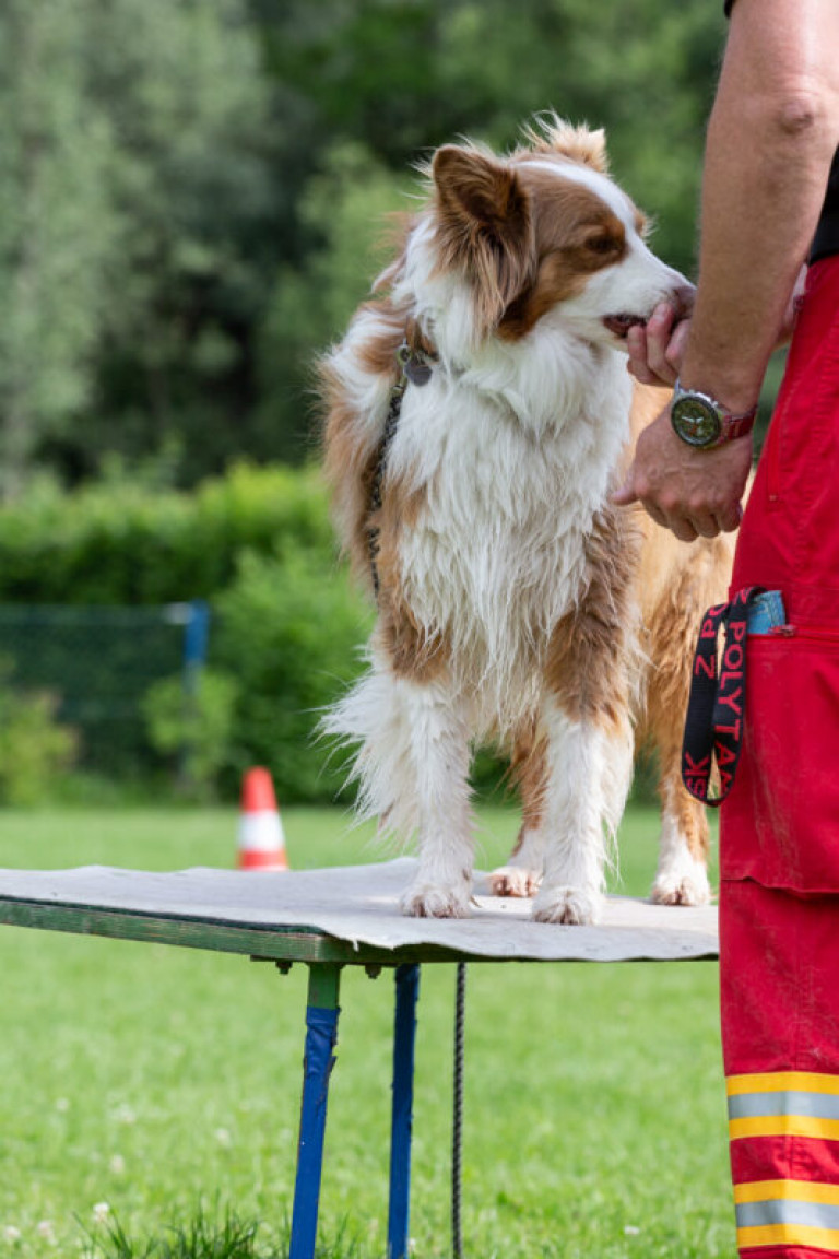 Rettungshunde_oegv_Schwanenstadt_Training_Juni22-60_small