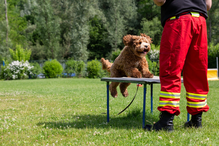 Rettungshunde_oegv_Schwanenstadt_Training_Juni22-57_small