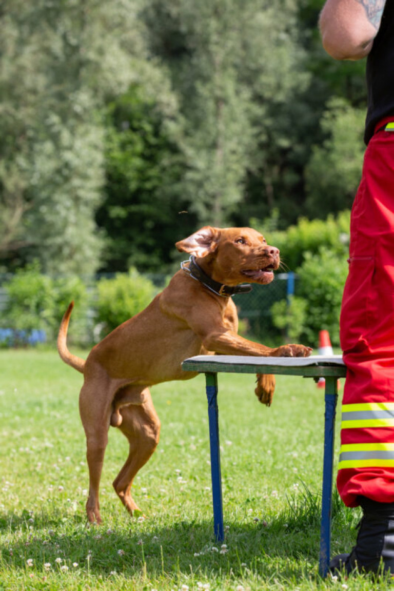 Rettungshunde_oegv_Schwanenstadt_Training_Juni22-37_small