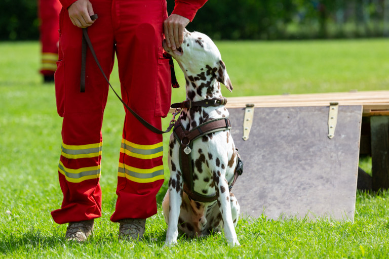 Rettungshunde_oegv_Schwanenstadt_Training_Juni22-27_small
