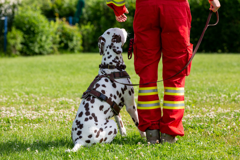 Rettungshunde_oegv_Schwanenstadt_Training_Juni22-12_small