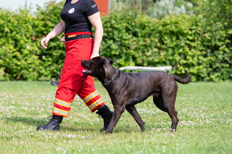 Rettungshunde_oegv_Schwanenstadt_Training_Juni22-19_small