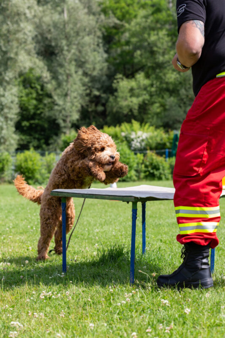 Rettungshunde_oegv_Schwanenstadt_Training_Juni22-56_small