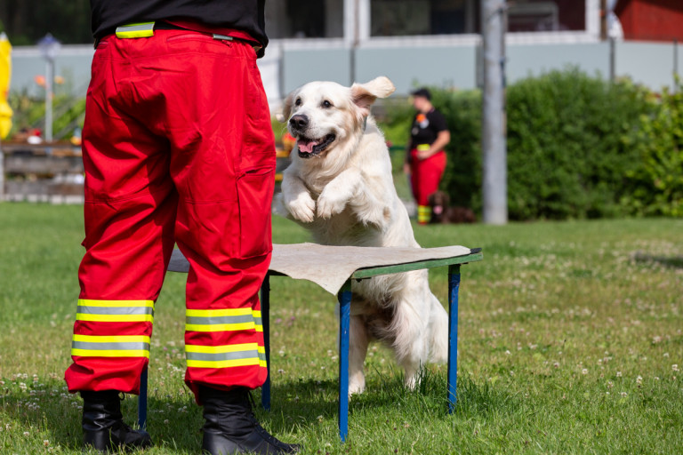 Rettungshunde_oegv_Schwanenstadt_Training_Juni22-20_small