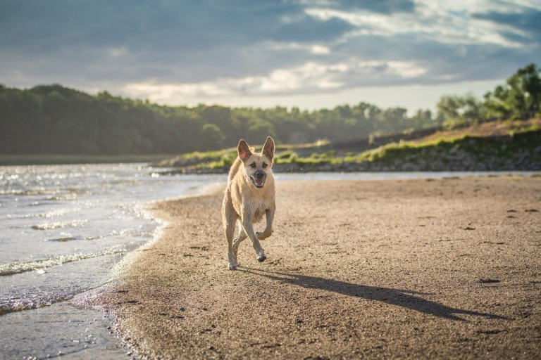dog-3544177_1280