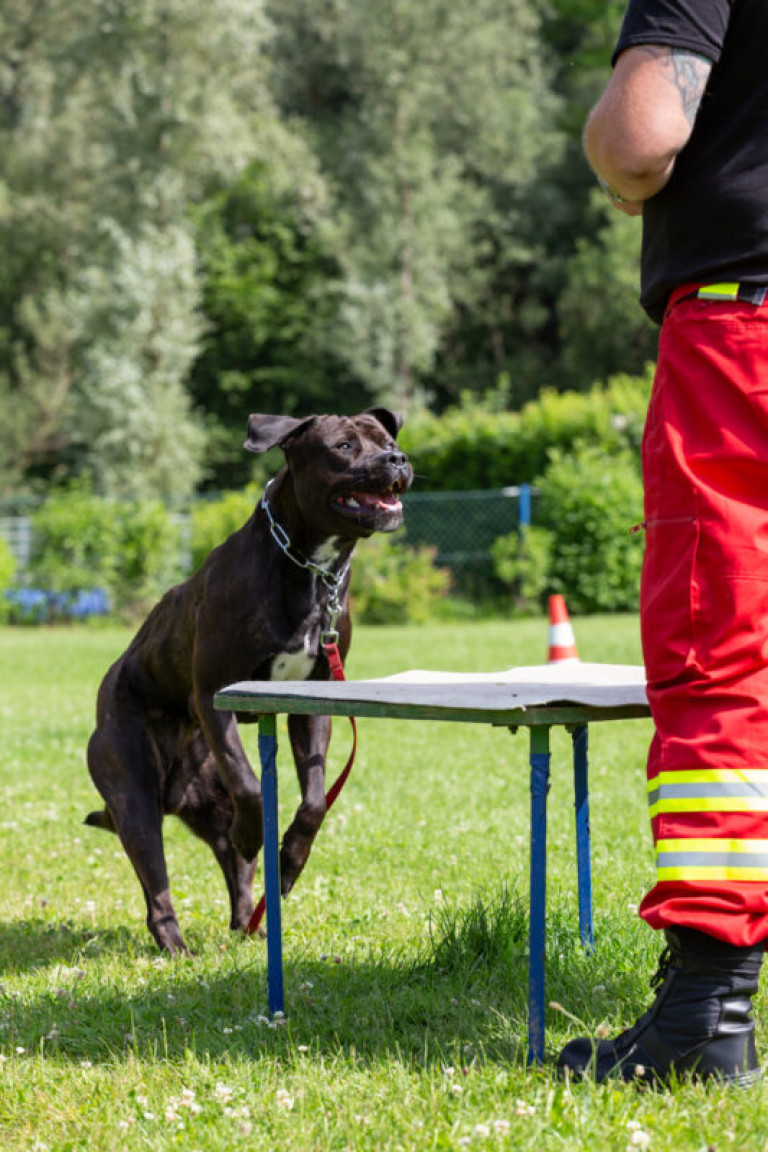 Rettungshunde_oegv_Schwanenstadt_Training_Juni22-48_small